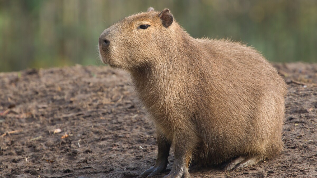 capybara