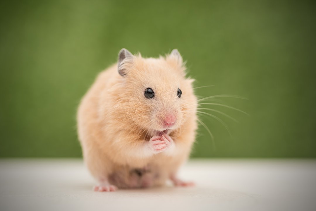 hamster