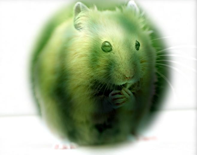 hamster_watermelon_11_13_crop